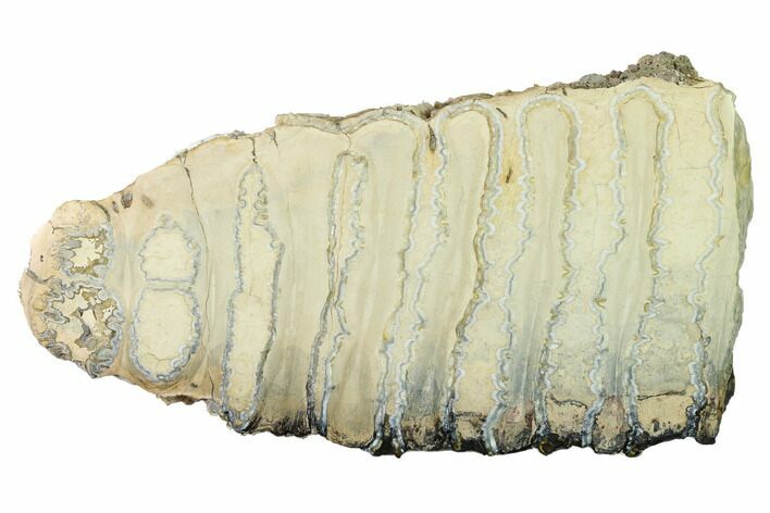 Polished Mammoth Molar Section - South Carolina #164923